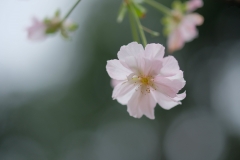 DSCF0121ジュウガツザクラ-1-min