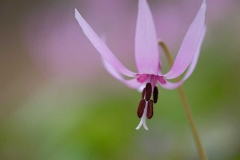 DSCF2148カタクリ