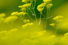 DSCF2617オミナエシ