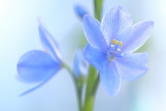 DSCF4070ミズアオイ-min