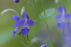 DSCF4083カリガネソウ-min