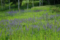 DSCF5879サワギキョウ咲く入笠湿原