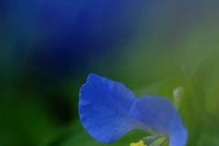 DSCF5909ツユクサ