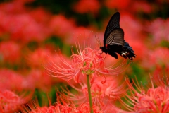 DSCF5948ヒガンバナ